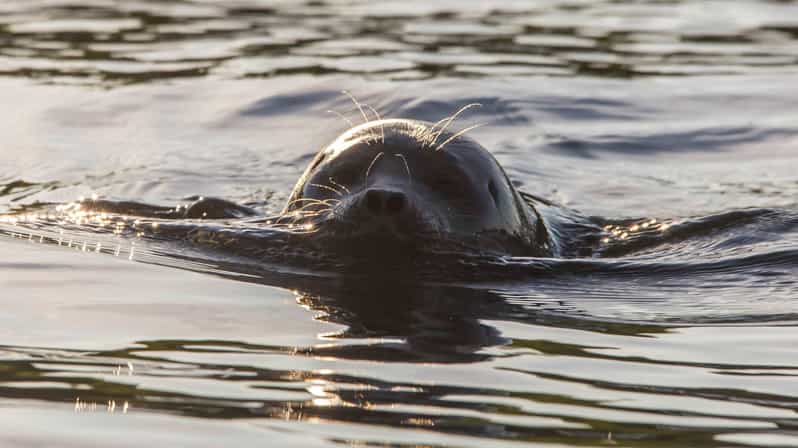 Puumala: Lake Saimaa Seal Watching Cruise - Unique Features of the Eco-Boat Cruise