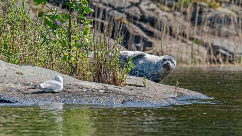 Puumala: Lake Saimaa Seal Watching Cruise - Practical Details on Location and Timing