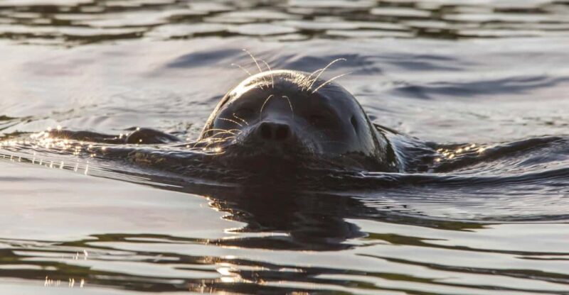 Puumala: Lake Saimaa Seal Watching Cruise - Why This Tour Is a Great Choice for Nature Enthusiasts