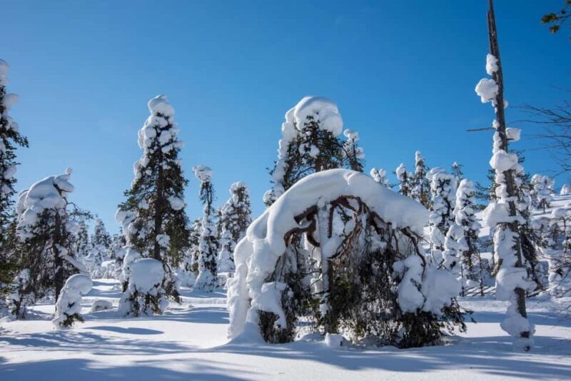 Pyhä: Skiing Tour in Arctic Forest - Frequently Asked Questions