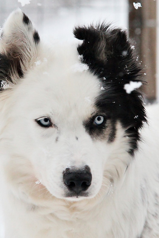 Pyhätunturi: Husky safari 5km including a farm visit - Visiting the Pyhä Husky Farm: Insights and Atmosphere