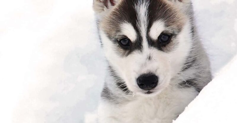 Pyhätunturi: Husky safari 5km including a farm visit - The Experience’s Strengths and Weaknesses