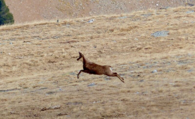 Pyrenees: A-day Hike with a Choice of 3 Levels - Cost and Booking Flexibility