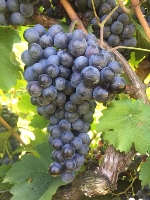 Quarto d'Altino: tours and tastings of the vinegar cellar and vinegars - Why This Tour Offers a Unique Insight into Vinegar Making