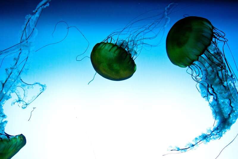 Quebec: Aquarium du Quebec Entry Ticket - Key Points