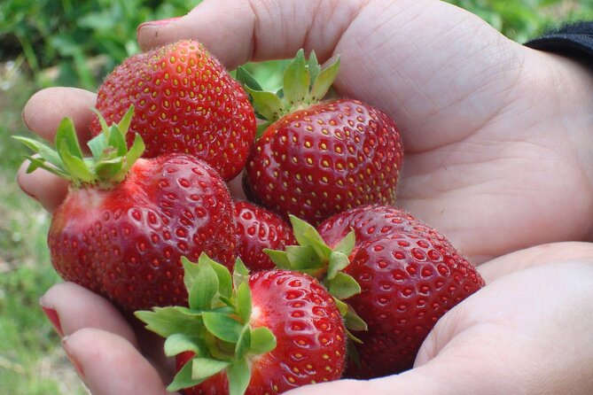 Quebec City - E-Tandem Rental on Ile d'Orléans - Exploring Ile dOrléans: Stops and Scenic Highlights