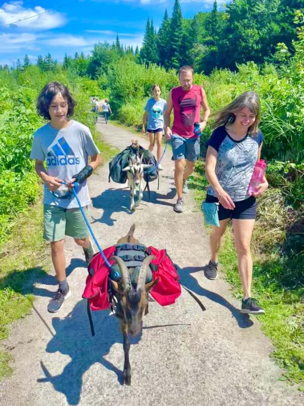 Quebec City: Guided Goat Hike & Beaver Dam Visit with Picnic - Discover Quebecs Nature with Friendly Pack Goats and Beaver Dam Exploration