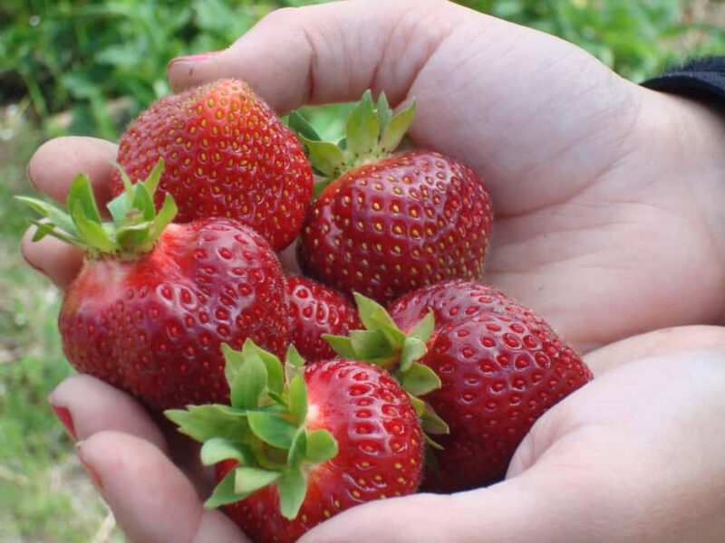 Quebec City - Scooter Guided Tour on Ile d'Orléans - Scenic Drive Along Route du Mitan