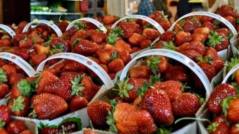 Quebec City - Tandem Bike Rental on Ile d'Orléans - Discover Local Farm Products and Tastings