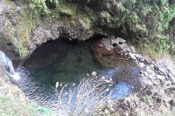 Queimadas-Caldeirão Verde - Wildlife and Flora of the Laurissilva Forest