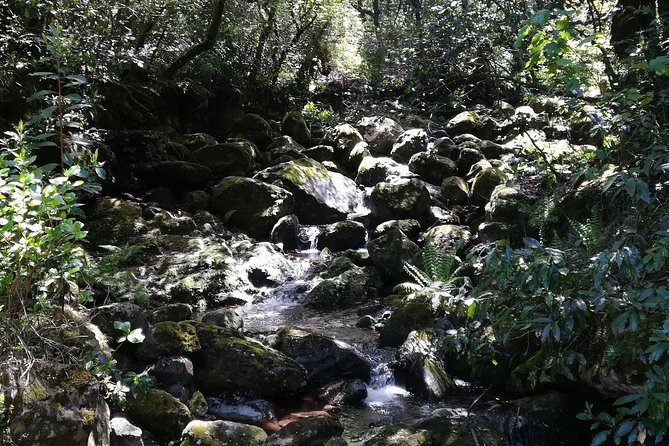 Queimadas-Caldeirão Verde - The Sum Up: An Authentic Walk Through Madeira’s Lush Forests