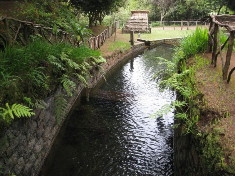 Queimadas Caldeirao Verde Full day hike - Exploring the Native Laurissilva Forest and Ancient Cedars