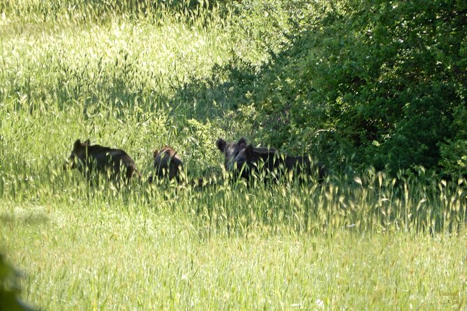 Querceti di Quasano: excursion in the Alta Murgia National Park - Key Points