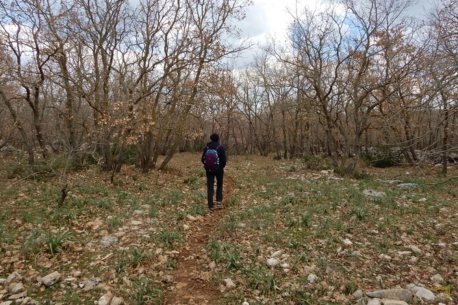 Querceti di Quasano: excursion in the Alta Murgia National Park - Flora and Fauna: A Natural Tapestry