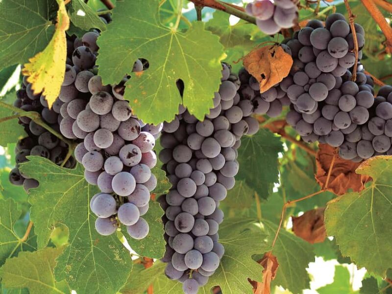 Querétaro: Cheese and Wine Tasting Tour - Savoring Querétaro Wines: Vineyards and Tastings