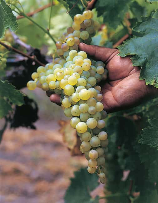 Querétaro: Cheese and Wine Tasting Tour - Practical Details: Logistics and Group Experience