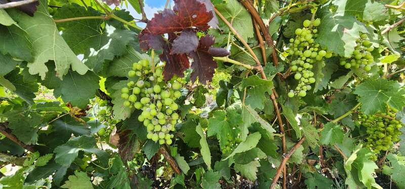 Querétaro: Independence Valley - Guanajuato Wine Tour - Key Points