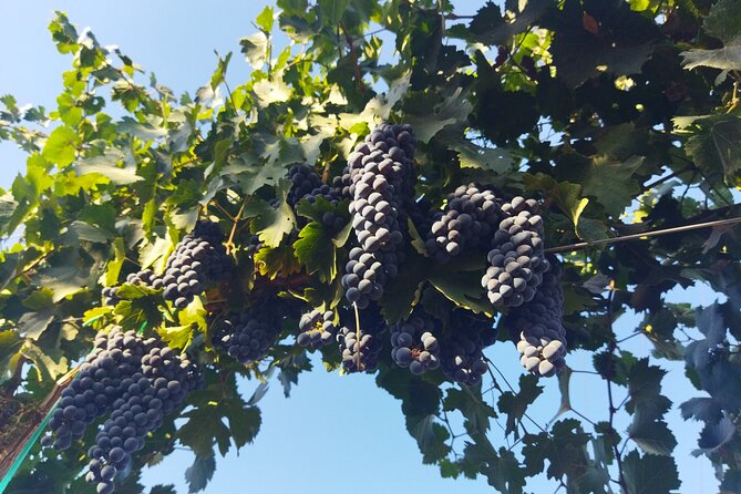 Quiero mas vino, valle de Guadalupe Tours - Tasting Regional Products at Los Globos Creamery