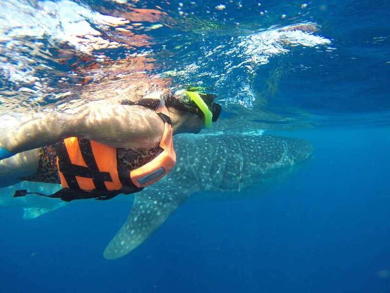 Quintana Roo: Whale Shark Swim, Private Boat Trip, and Lunch - Discover the Private Quintana Roo Whale Shark Adventure