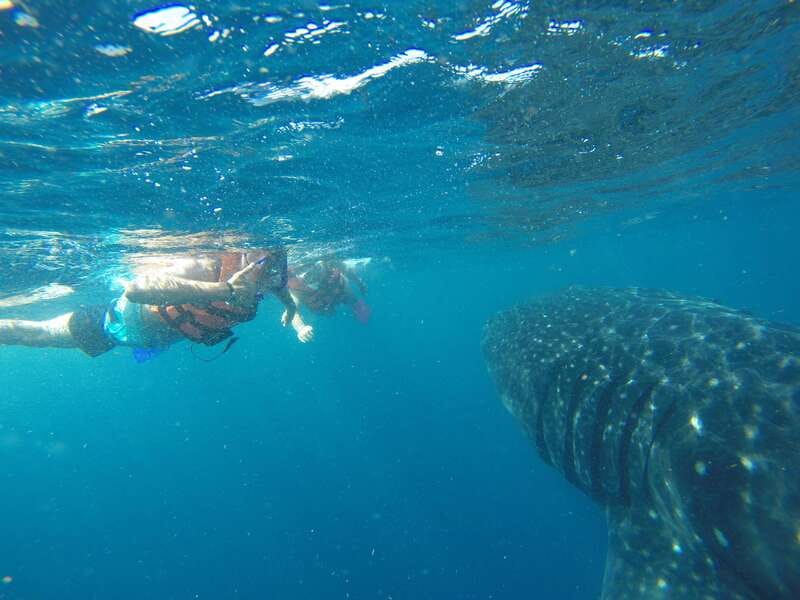 Quintana Roo: Whale Shark Swim, Private Boat Trip, and Lunch - Key Points