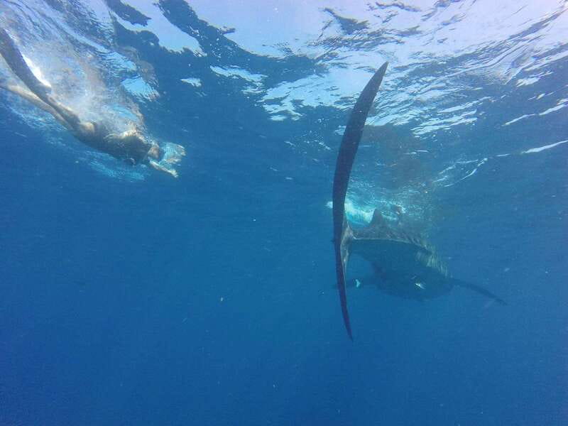 Quintana Roo: Whale Shark Swim, Private Boat Trip, and Lunch - Relaxing at Playa Norte, Isla Mujeres