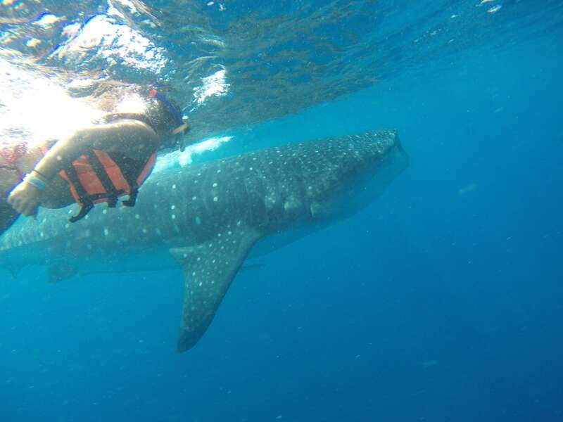 Quintana Roo: Whale Shark Swim, Private Boat Trip, and Lunch - Return Journey and Hotel Drop-Off