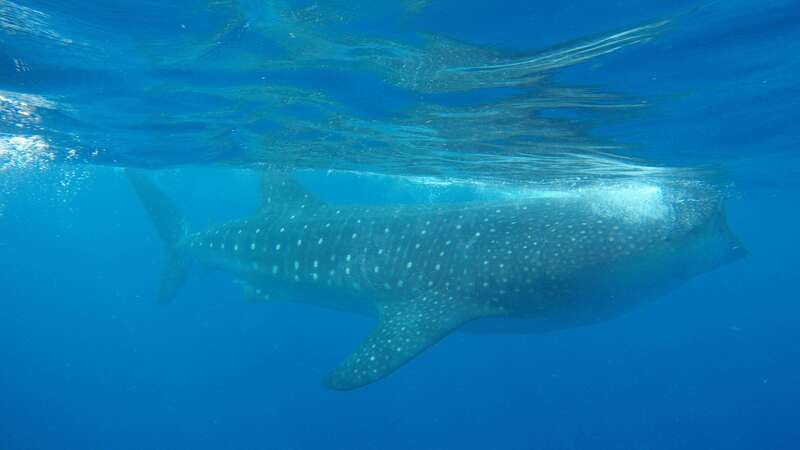 Quintana Roo: Whale Shark Swim, Private Boat Trip, and Lunch - What’s Included and What to Consider