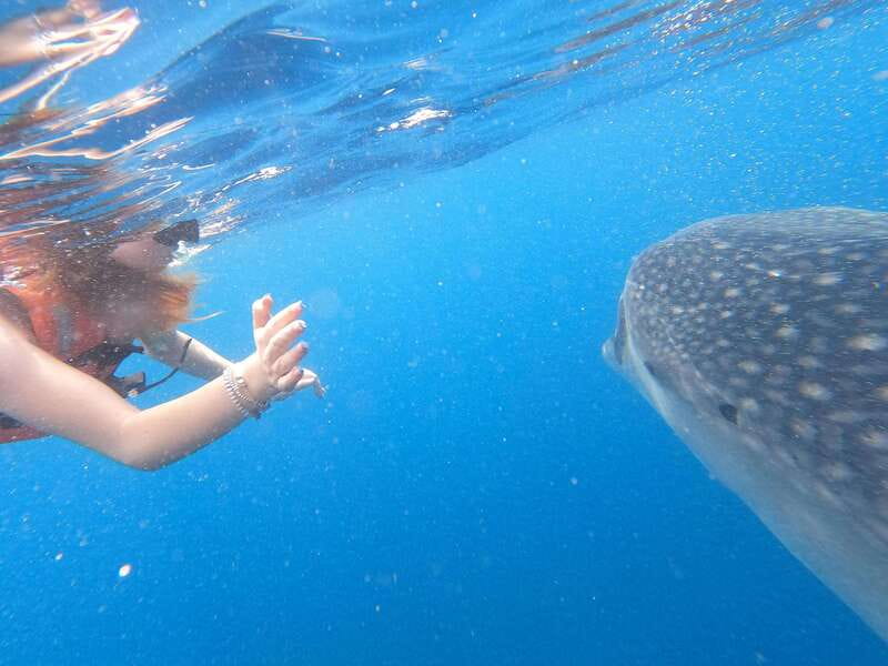 Quintana Roo: Whale Shark Swim, Private Boat Trip, and Lunch - Who Will Love This Tour