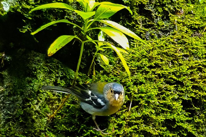 Rabaçal 25 Fontes Levada Walk in Small Groups - Practical Tips for Tour Participants