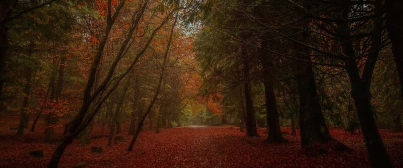 Rabaçal Nature Experience: Alecrim & Lagoa do Vento Hike - Key Points