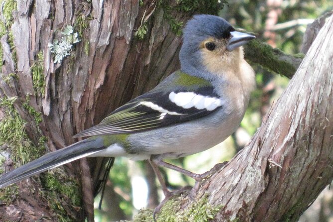 Rabaçal / Risco / 25 Fountains Full-day walk - Pacing, Group Size, and Tour Atmosphere