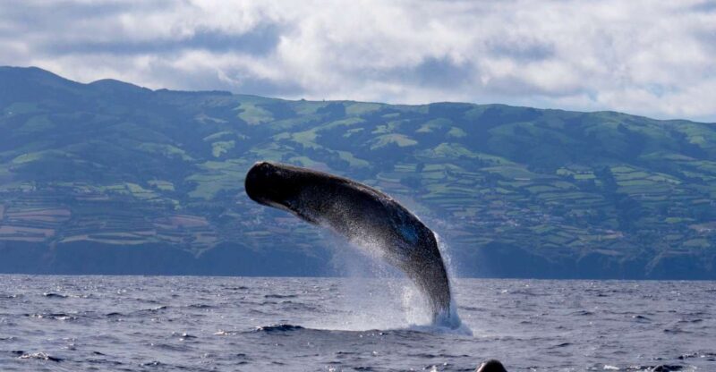 Rabo de Peixe: Sperm Whale Sanctuary Expedition - Exploring the Northern Coast of São Miguel