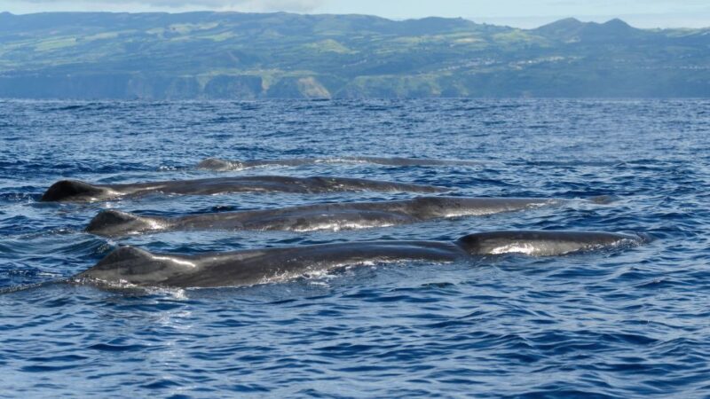 Rabo de Peixe: Sperm Whale Sanctuary Expedition - Insights from Marine Biologists on Board