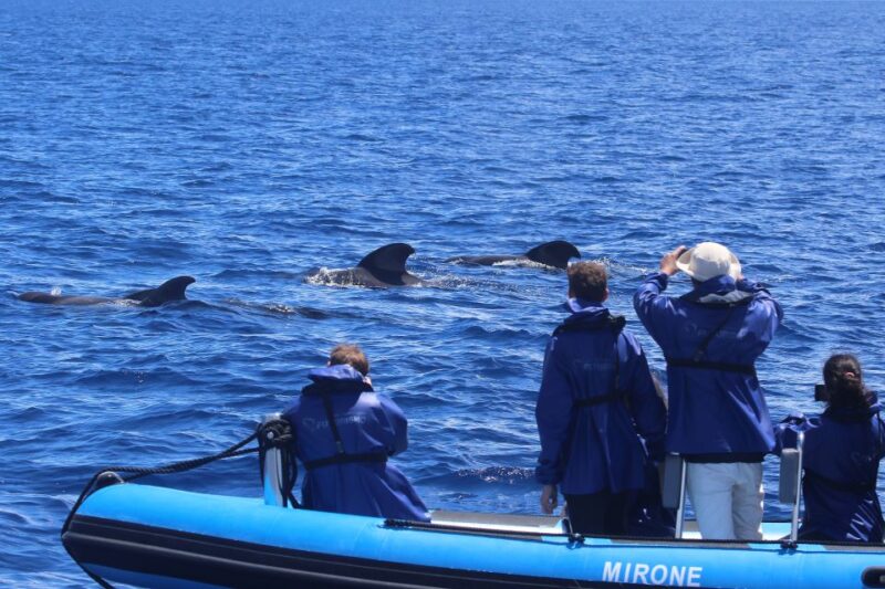 Rabo de Peixe: Sperm Whale Sanctuary Expedition - Practicalities: What to Bring and What to Expect
