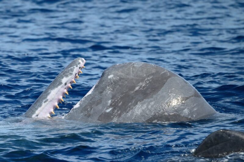 Rabo de Peixe: Sperm Whale Sanctuary Expedition - Physical Requirements and Accessibility