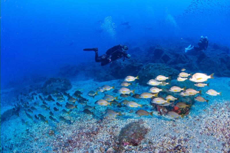 Radazul: Diving Trip in Radazul Bay with Drinks - Radazul Bay: An Accessible Underwater Playground