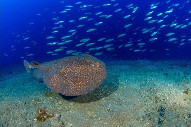 Radazul: Diving Trip in Radazul Bay with Drinks - The Dive Experience: From Preparation to Post-Dive Relaxation