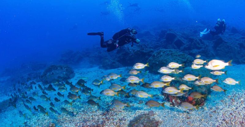 Radazul: Diving Trip in Radazul Bay with Drinks - The Guided Dive: An Opportunity for Learning and Confidence