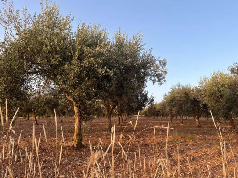 Ragusa: Sicilian cooking workshop in the countryside - Savor Your Creations with a Shared Meal and Local Wine