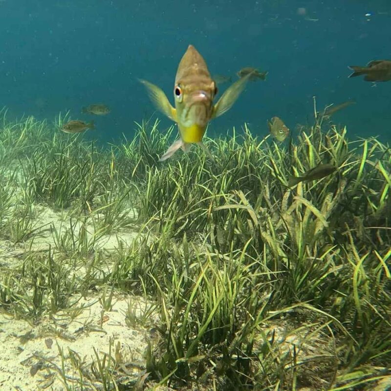 Rainbow Springs: Rainbow River Snorkel & Sightseeing Cruise - The Experience of the Small-Group Cruise