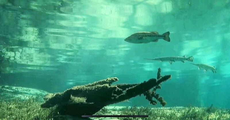 Rainbow Springs: Rainbow River Snorkel & Sightseeing Cruise - The Sum Up: A Calm and Personal Florida River Adventure