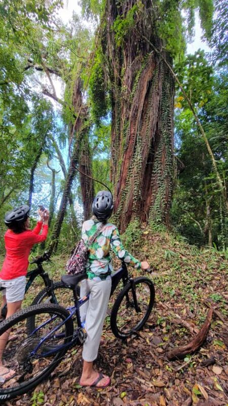 Rainforest to Reef Full-Day: Bike, Hike, Sail and Snorkel - Logistics and Practical Details