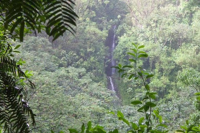 Rainforest Waterfall Trail and Shuttle Service - The Self-Guided Hike: What to Expect