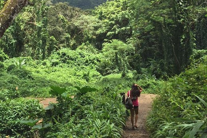 Rainforest Waterfall Trail and Shuttle Service - The Scenic Rewards of Manoa Falls