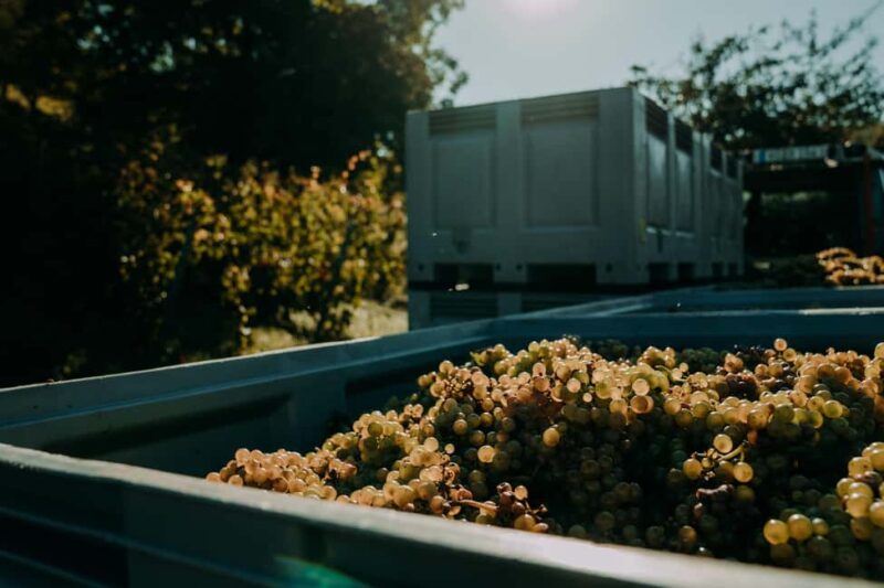 Ramsthal: Winery Tour with Wine Tasting and Tapas - Accessibility and What to Wear