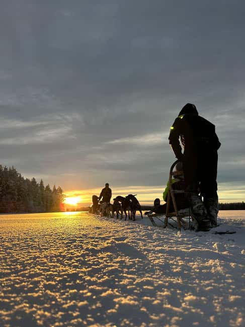 Råneå: Self-drive Dog sled trip through picturesque Lapland - What to Expect During Your Dog Sledding Adventure