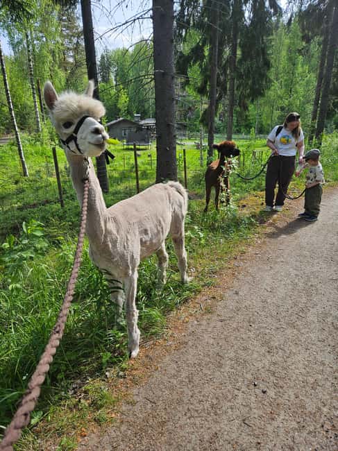 Rantasalmi, Finland: Alpaca walk in the middle of forest - Key Points