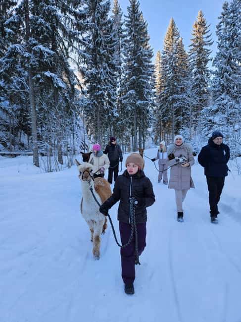 Rantasalmi, Finland: Alpaca walk in the middle of forest - Starting Point at the Forest Café in Rantasalmi