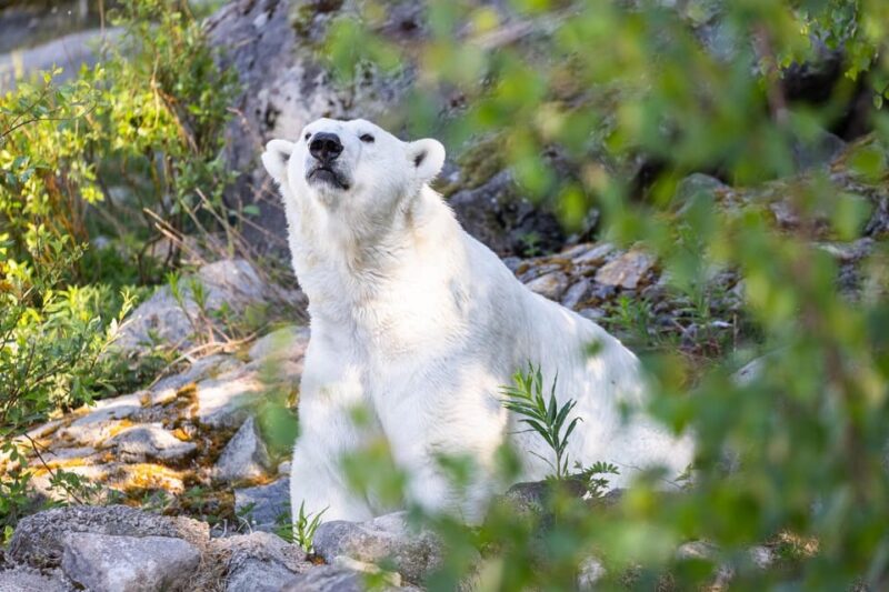 Ranua: Wildlife Park Entrance Ticket - Ranua Wildlife Park’s Arctic Animal Collection