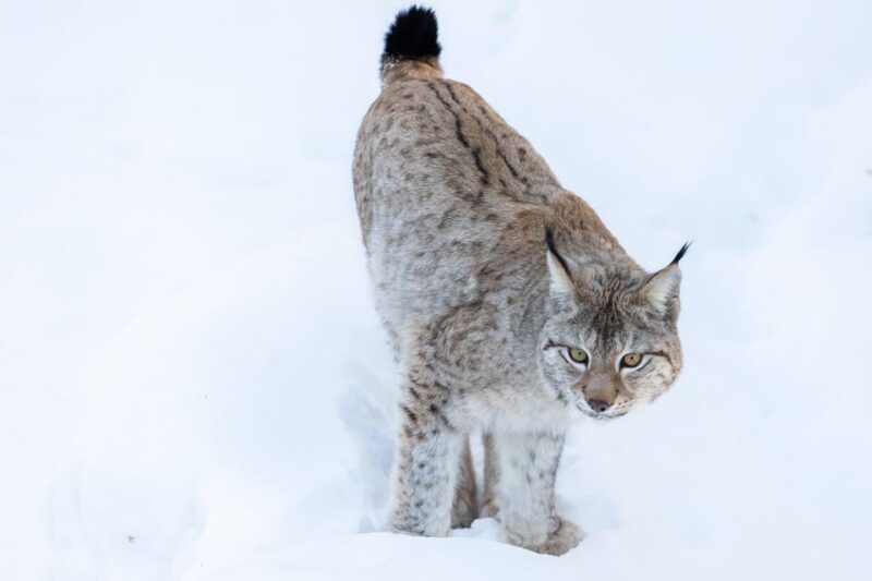 Ranua: Wildlife Park Entrance Ticket - The Sum Up: A Must-Visit Arctic Wildlife Sanctuary